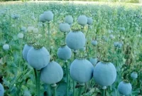 ممنوعیت مطلق کشت خشخاش در کشور