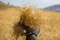 اعلام رسمی قیمت گندم ۱۴۰۵ ؛ نرخ خرید تضمینی گندم ۲۹۵۰۰ تومان تعیین شد