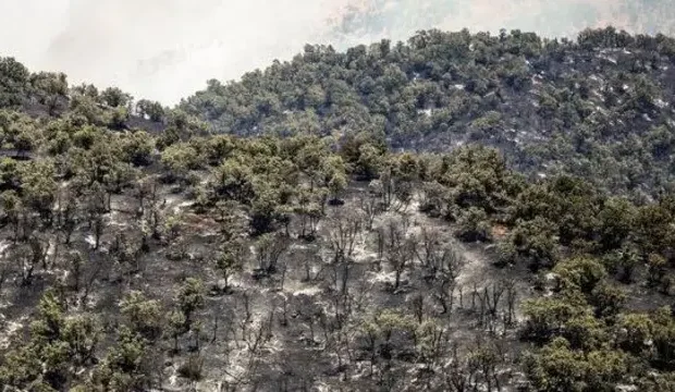 سکوت 21 روزه صداوسیما در قبال آتش سوزی جنگل های هیرکانی الیت چالوس