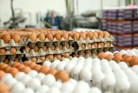 جهش سنگین قیمت مرغ و تخم‌مرغ در پی گرانی نهاده‌ها و حذف ارز ترجیحی