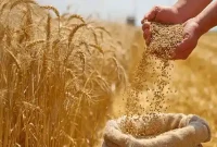 آغاز خرید تضمینی گندم با پرداخت علی‌الحساب با قیمت 29 هزار و 500 تومان