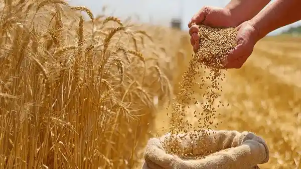 آغاز خرید تضمینی گندم با پرداخت علیالحساب با قیمت 29 هزار و 500 تومان آغاز خرید تضمینی گندم با پرداخت علیالحساب با قیمت 29 هزار و 500 تومان