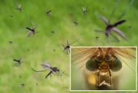 فناوری گوگل برای مبارزه با پشه‌های ناقل بیماری