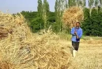 آخرین وضعیت پرداخت پول گندم کشاورزان مرداد 1405