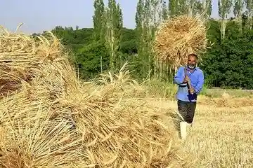 آخرین وضعیت پرداخت پول گندم کشاورزان مرداد 1405