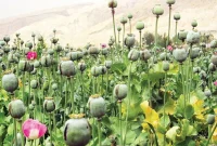 تصویب کشت شقایق برای تأمین داروهای مخدر
