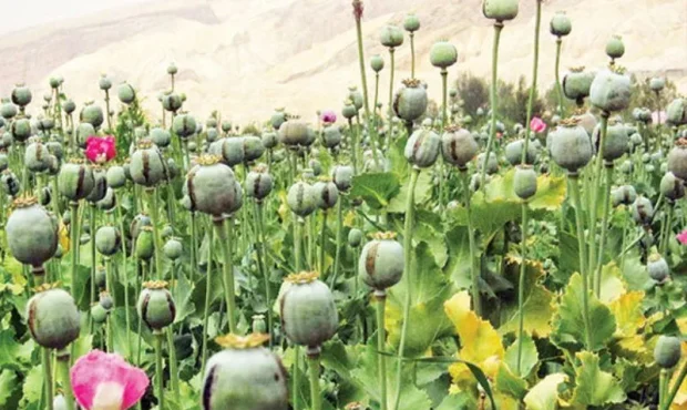 تصویب کشت شقایق برای تأمین داروهای مخدر